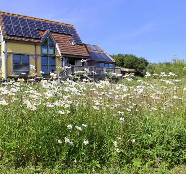 Carymoor Environmental Trust with daisies in the foreground