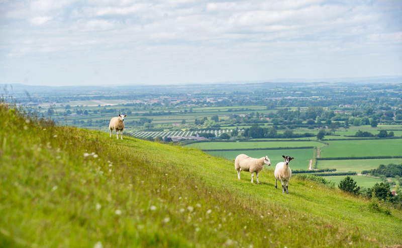  Three sheep on a hill in rural south England with fields in the background