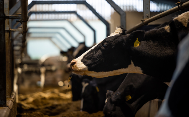 Several cows amongst a barn feeding